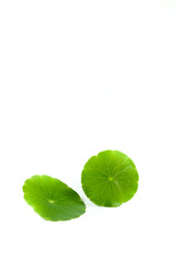 Canvas Print - Gotu kola Close up