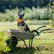dog sits garden wheelbarrow and plays in the Frisbee