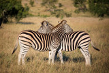 Fototapeta Sawanna - Two zebras, South Africa