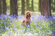 A cocker spaniel playing among bluebells in the woods
