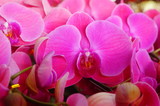 Fototapeta Kuchnia - Phalaenopsis flowers
