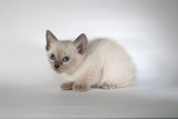 Fototapeta Koty - An siamese cat on a white background