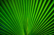 © lainen - Texture background of backlit fresh green palm leaf in botanical tropical garden. Herbs creating lines, stripes and patterns.
