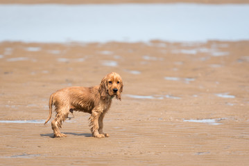 3 month old cocker spaniel puppy playing at the beach