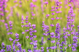 Fototapeta Lawenda - Blossoming lavender field, meadow at sunrise, springs blossoms for bees collecting nectar and pollinating new flowers. Beautiful summer morning or evening purple background.  