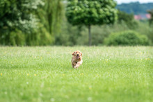 3 Month Old Cocker Spaniel Playing On A Grass Field
