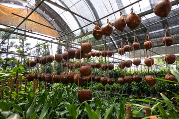 Coconut pots at green garden