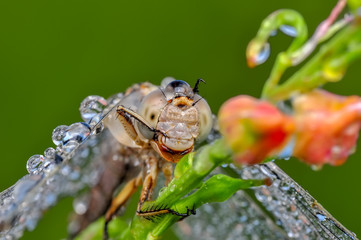 Macro shots, Beautiful nature scene dragonfly. 