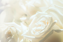 White Rose Close-up For Background.Soft Focus.Soft Color With Petal Of Rose Blur Style For Background