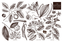 Vector Collection Of Tonic And Spicy Plants - Nutmeg, Star Anise, Clove Tree. Hand Drawn Spices Illustrations Set. Vintage Aromatic Elements. Sketched Flowers, Leaves, Seeds, Fruits.