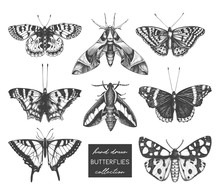 Vector Collection Of High Detailed Insects Sketches. Hand Drawn Butterflies Illustrations On White Background. Vintage Entomological Drawings.