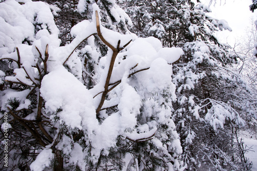 A Dreamy Winter Hiking In The Woods Beautiful Winter Photography Forest Covered In Snow Winter Time Tree Branches Covered In Snow Buy This Stock Photo And Explore Similar Images At Adobe