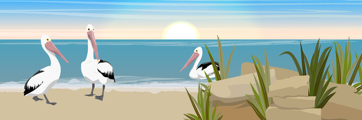 Three pelicans on the sandy shore of the lake. Stones and grass. Wild birds of Australia, New Guinea and Indonesia. Realistic vector landscape