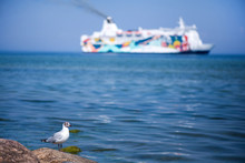 Seagull Sitting On Rocks On Beach. Big Cruise Ship In Sea Sailing To Port Or Harbour, Blue Sky Background. Concept Of Summer Holidays, Vacation And Luxury Lifestyle. Traveling Around The World.