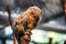 Pygmy Marmoset Holding Onto The Branch Of A Tree