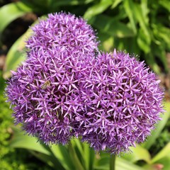 Wall Mural - Alium Giganteum