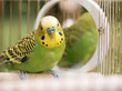 Green budgerigar parrot close up sits in cage near the mirror. Cute green budgie.