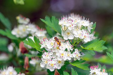 Wall Mural - male bee sitting on flowers hawthorn, closeup