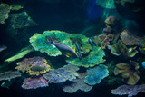 Fototapeta Do akwarium - Fish in a Ocean, Beautiful Shoal of Fish in Sea