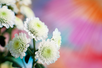 Wall Mural - White chrysanthemums in the sun. Macro. White chrysanthemum on a colorful background. The sun's rays illuminate the flowers. Floral design in spring and summer.