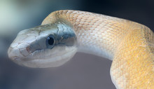 Close-up View Of A Beauty Rat Snake (Elaphe Taeniura)