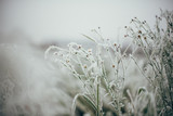 Fototapeta Dmuchawce - Pflanzen im Frost, Hintergrundbild Winter