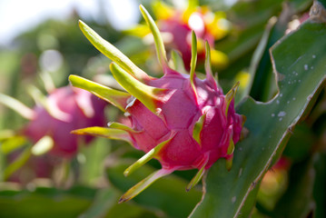 Dragon fruit, hylocereus, hylocereus from Thailand country