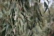 © Olga - Eucalyptus tree branch with leaves and fruits