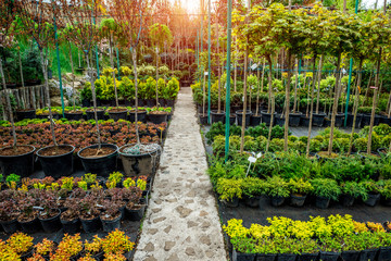garden shop. a row of plants for landscape design