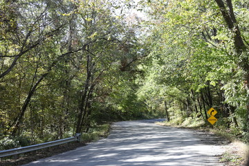 Tunnel of Trees 2