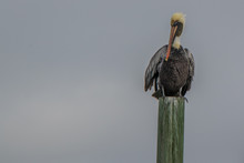 Pelican Sitting On A Wooden Piling