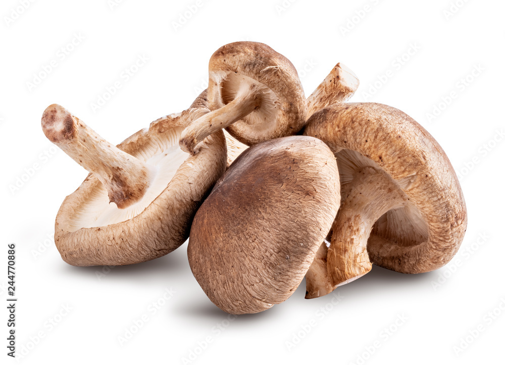 Shiitake mushroom isolated on white background - obrazy, fototapety, plakaty 