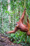 Fototapeta Zwierzęta - Orangutan in jungle portrait. Semi-wild female orangutan in jungle rain forest  of Bukit Lawang, North Sumatra, Indonesia.