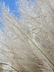 Wall Mural - Reeds and the blue