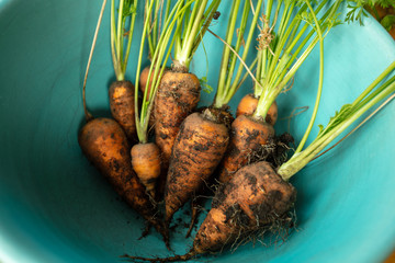 Wall Mural - harvest of carrots