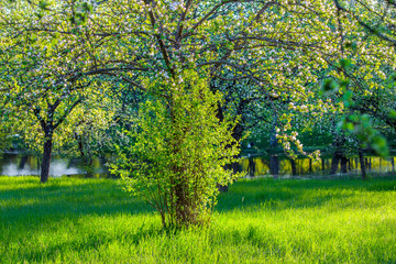 Wall Mural - Apple trees in spring morning