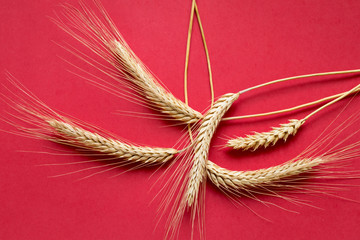 Wall Mural - Ripe wheat on red background