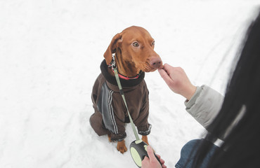 Wall Mural - Beautiful dog in a jacket and a leash plays with a snowball in the winter season. Dog, girl's hand and copyspace to the left. Winter games on the street with a dog in the snow