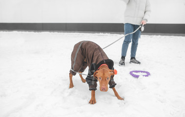 Canvas Print - Funny brown dog stands on a leash in the winter and looks at the camera on the background of the girl. Girl walks in winter with a dog, looks emotionally into the camera.