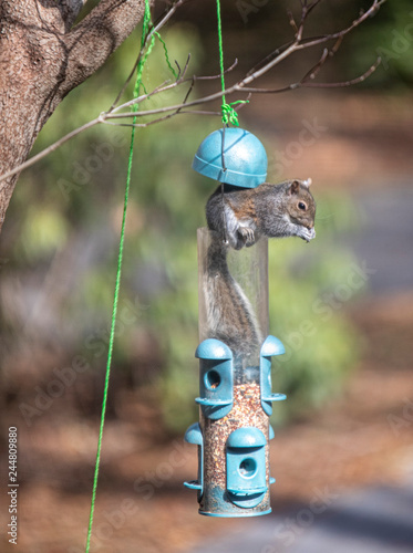 Funny Squirrel Breaks Into Bird Feeder Buy This Stock Photo And