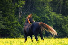 Bay Arabian Horse Stands In The Middle Of Summer Field With The Back. Horizontal, Back View.