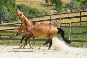 Two stallion are playing in the paddock near stables in the hot summer day. Vertical, in motion, gallop.