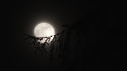 Wall Mural - bright full moon shining in night sky close up with cloud layer passing by and limb from fir tree in