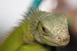 iguana verde lagarto lizard green 