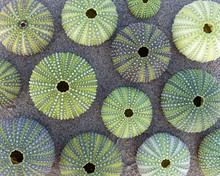 Green Sea Urchins On Wet Sand Beach, Top View