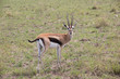 Impala (Masai Mara)