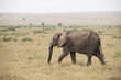 Elephant in the open (Masai Mara)
