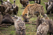 Nibbling the feet  (Masai Mara)