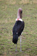 Marabou Stork (Masai Mara)