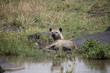 Chilling by the water  (Masai Mara)